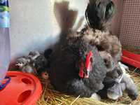 Australorp closca și 30 de pui