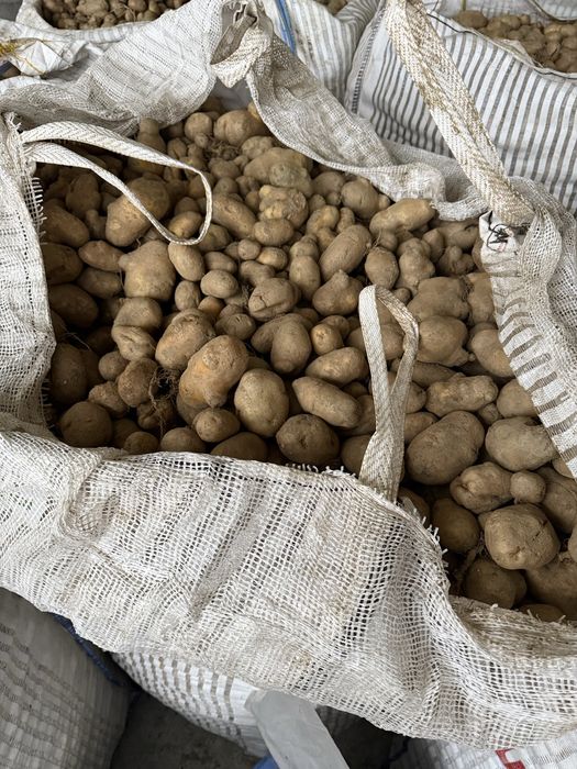 Cartofi consum !