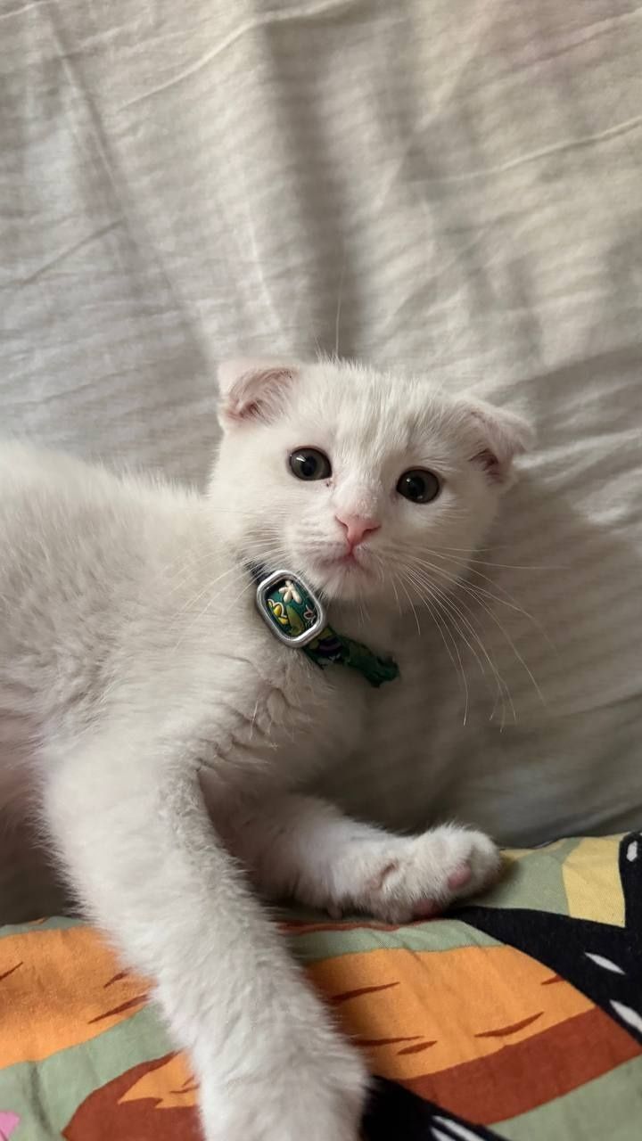 Scottish fold 2 oylik