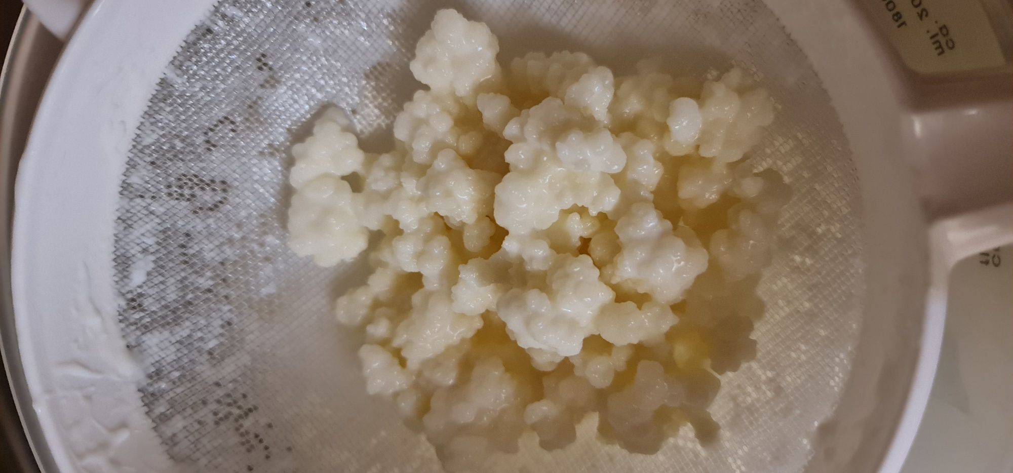 Ciuperca tibetana Kefir lapte