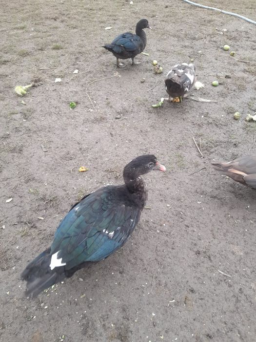 Vând rațe leșești