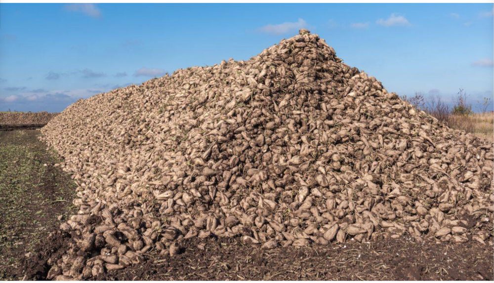 Vand sfecla de zahar