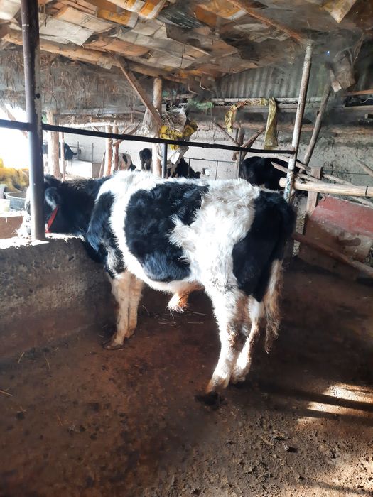 Buqala sotiladi sfatli