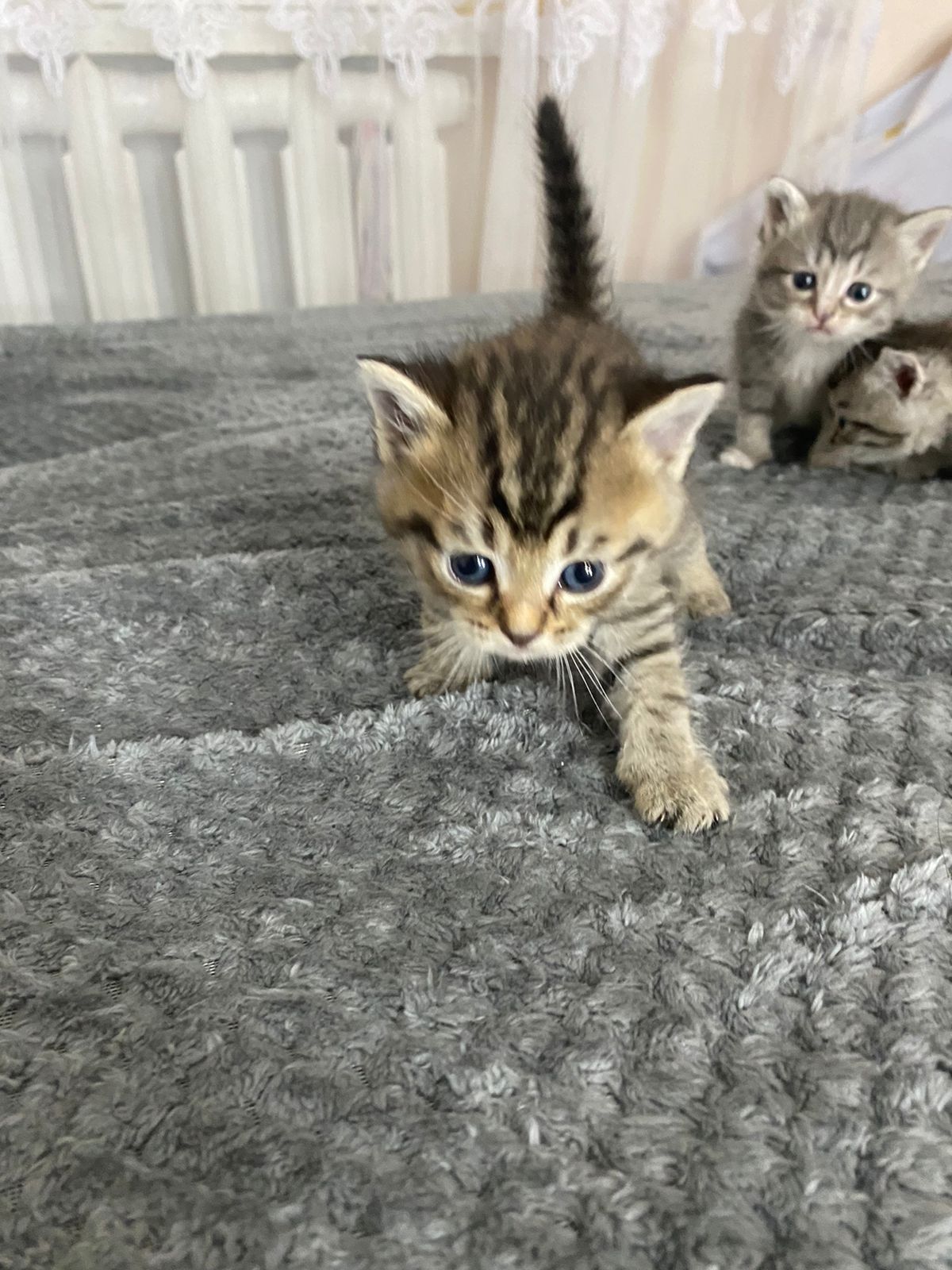 котенеи шотланские
