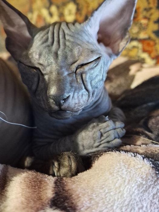 Сфинкс ,девочка ,2 мес