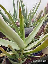 Vand planta Aloe Vera