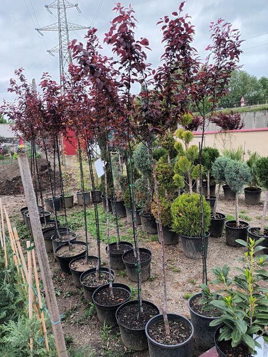 Prunus cerasifera nigra/ corcodus rosu ornamental/ copaci umbra