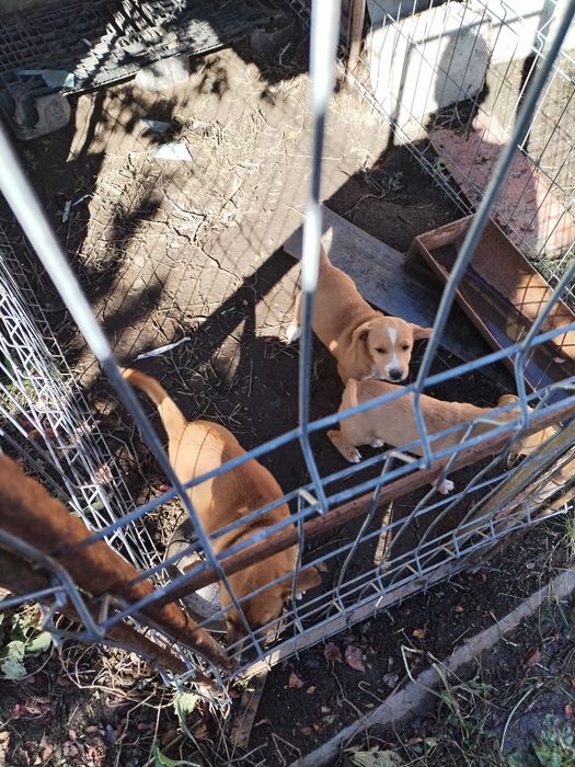 Ofer spre adopție 3 cățelușe!