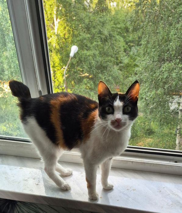 Отдам в добрые  руки молодых и перспективных кошек и