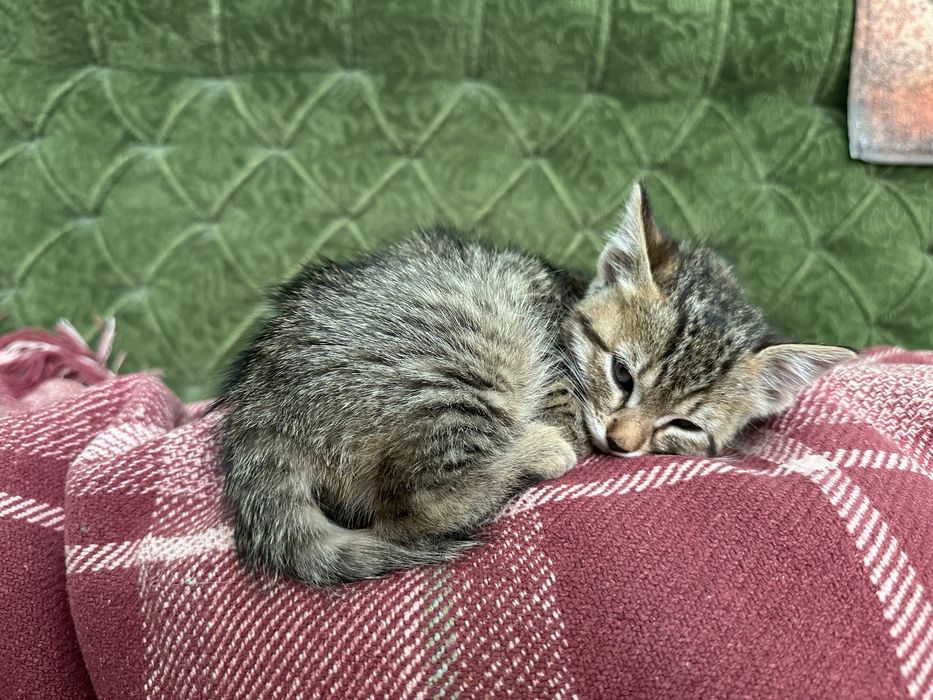 Подарявам женско коте