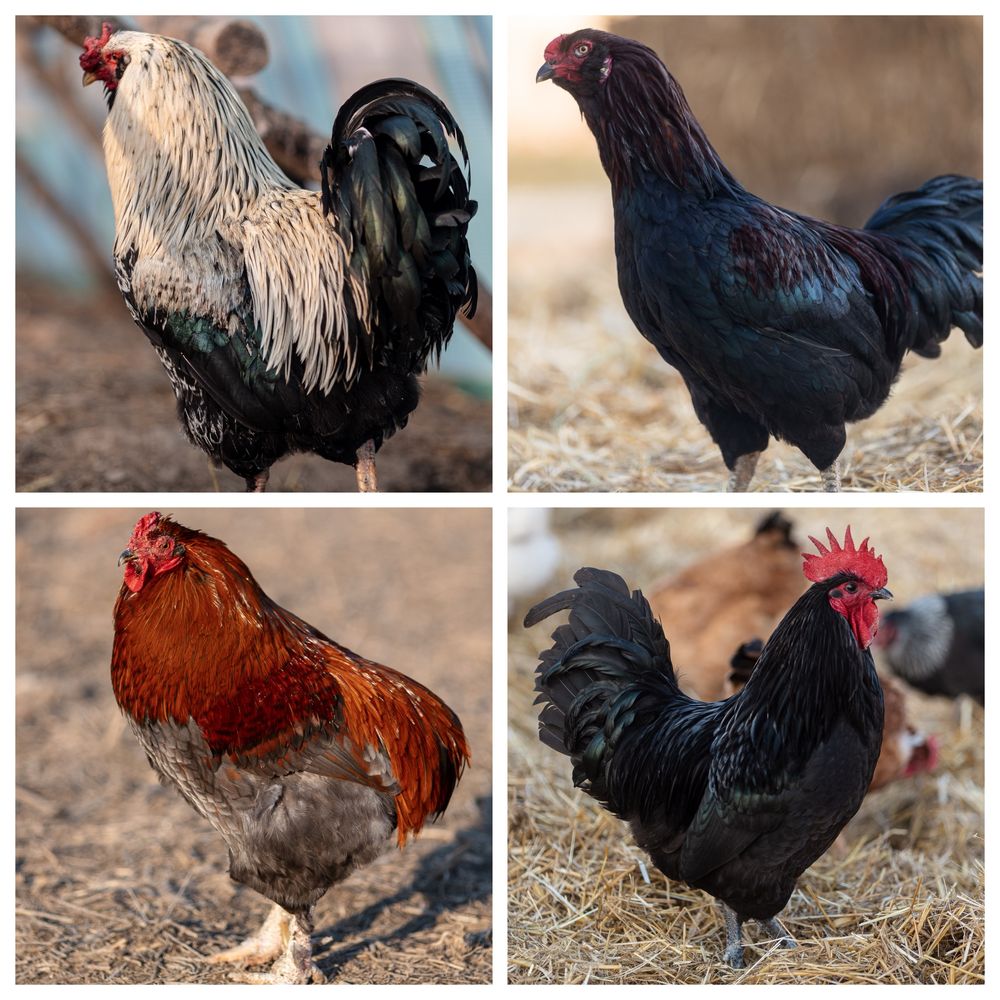 Oua incubat - araucana ameraucana oliver bresse marans orloff leghorn