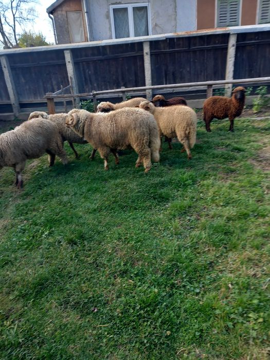 Vând berbec de anul ăsta și mioare