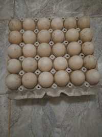 Яйца от неми патици