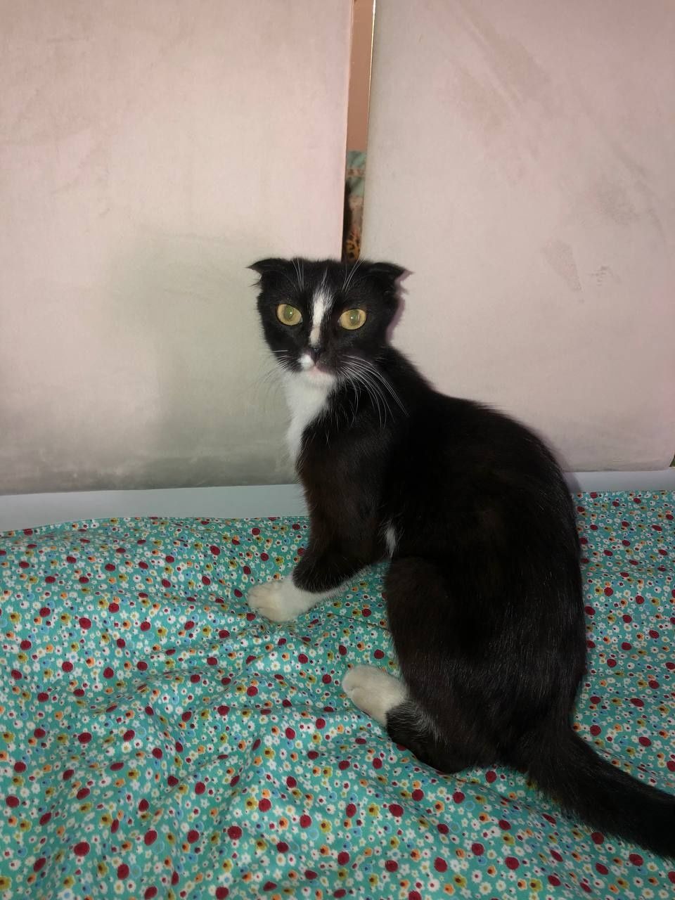 Кошка Скотиш фолд срочно дешевли