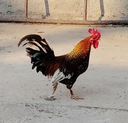 Vând cocos pitic