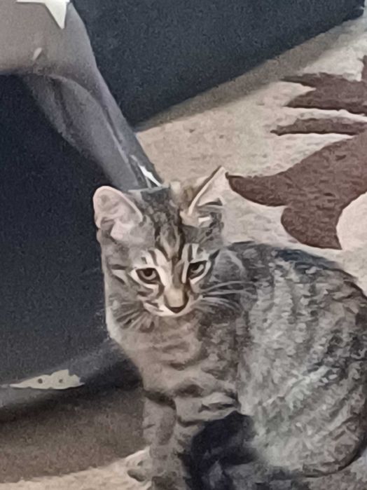 Две котета женски