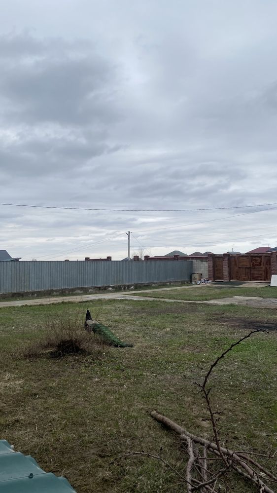 Павлин для дома кросата
