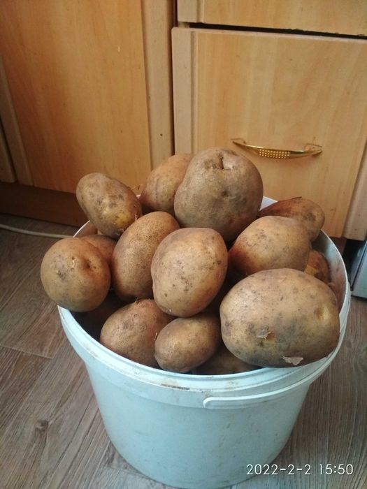 Картофель дачный продам 3000т.т