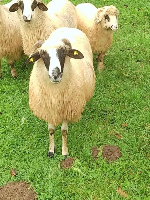 Vând două oi breze