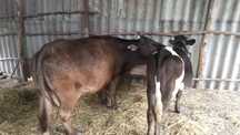 Vaca cu lapte  + vita