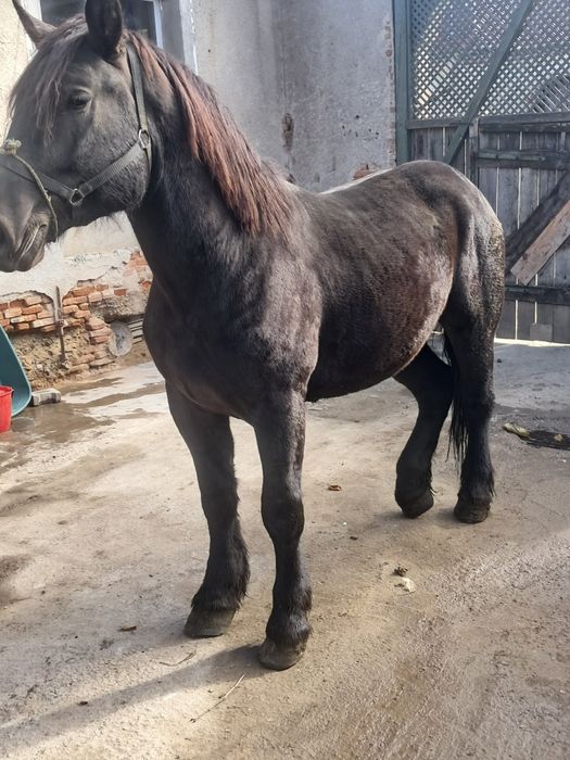 Vând mânz de 2 ani