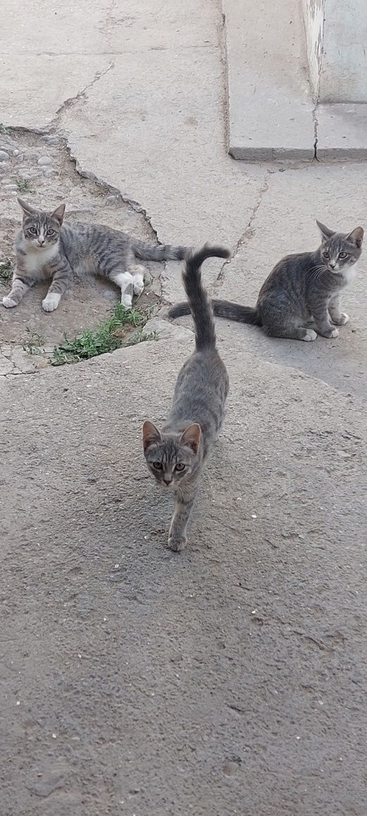 Бесплатно  котята