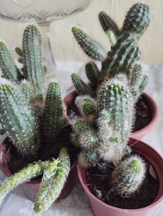 Срочно продам кактусы, район Саяхата.
