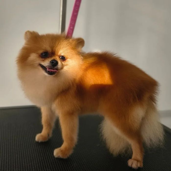 Мини померанчета