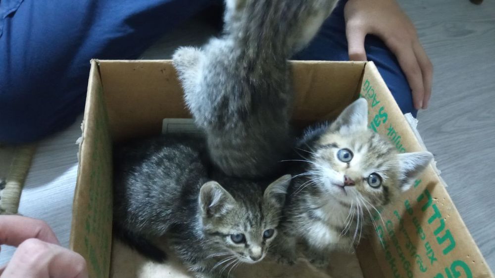 Котята, Отдам даром