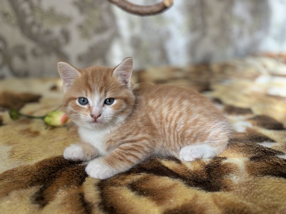 Рыжий котенок ищет новых хозяев