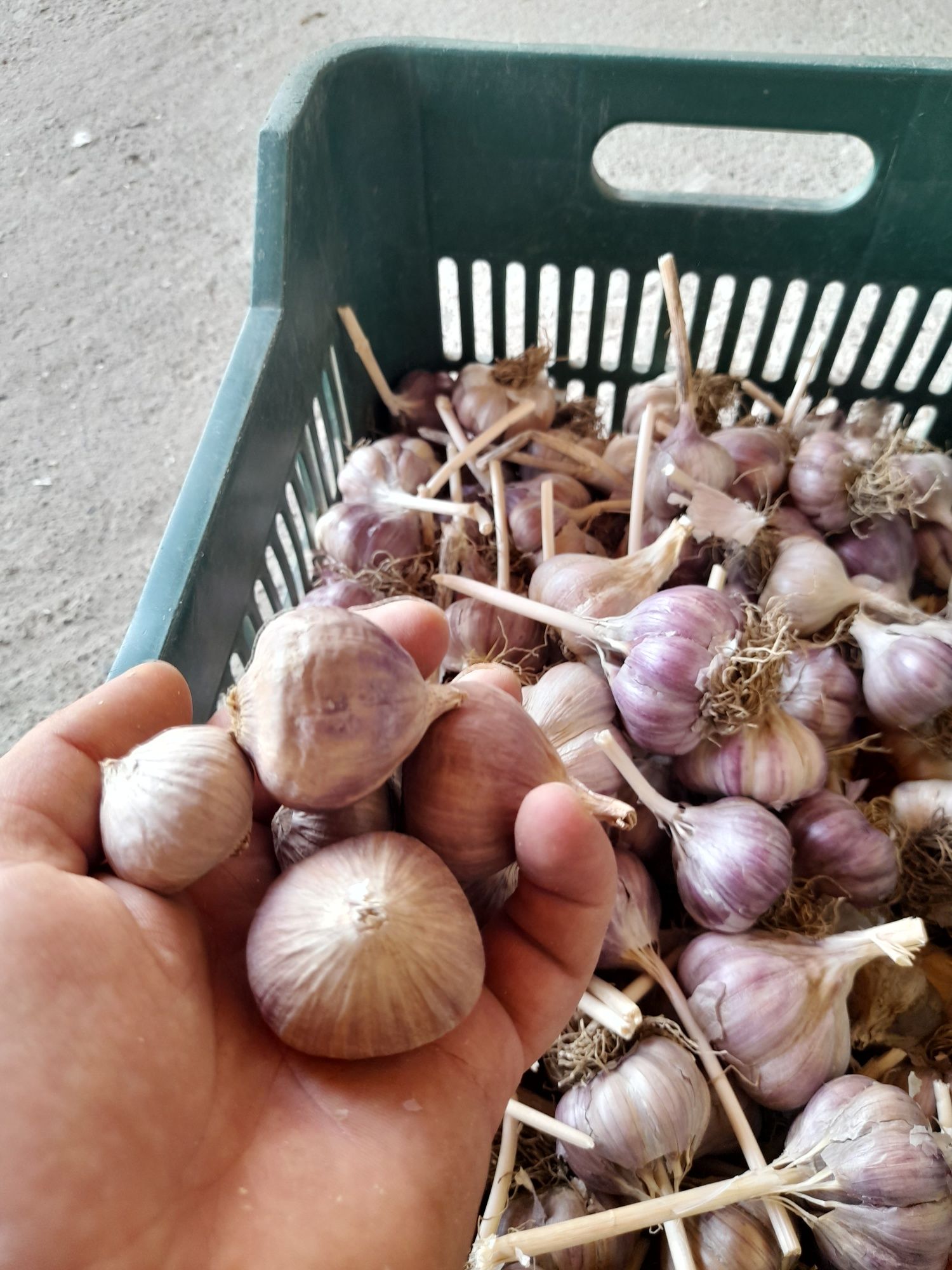 Usturoi românesc Baib (un singur cățel) consum sau sămânță