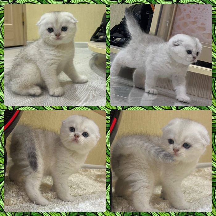 Шотланский Скоттиш Фолд!