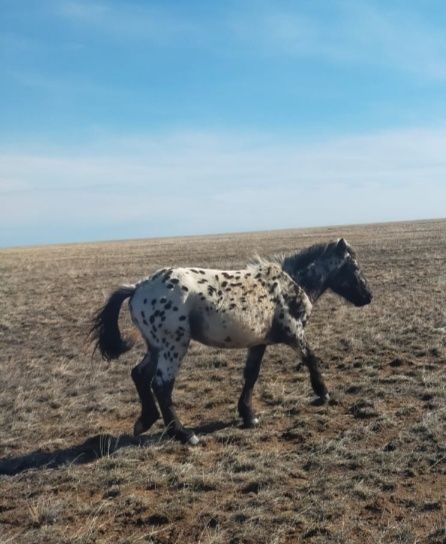 Шубар тайлар айгырлар Торг есть