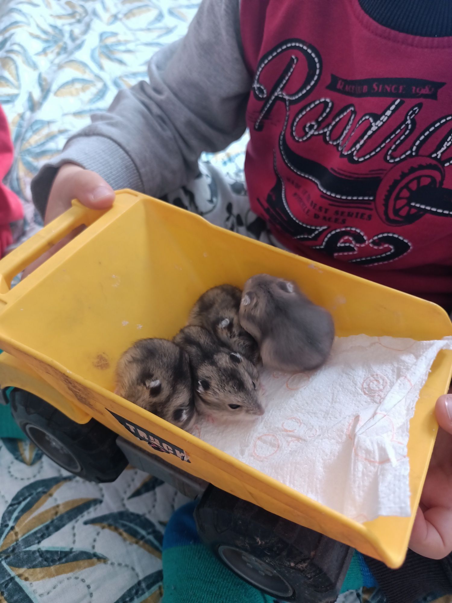 Vând  hamsteri pitici