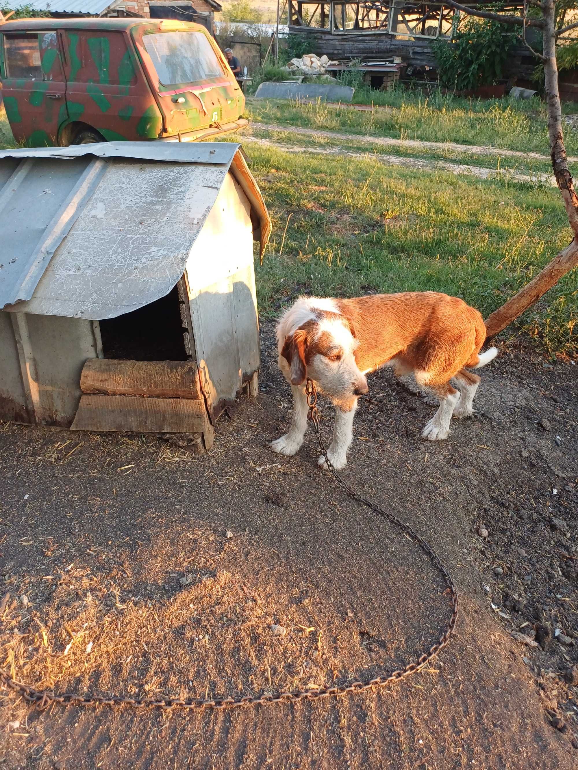 Продавам ловно куче