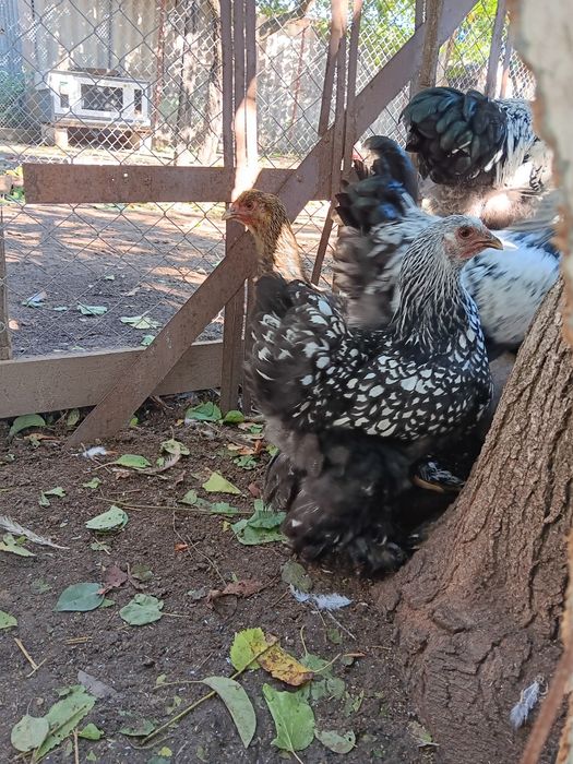Brahma silver laced