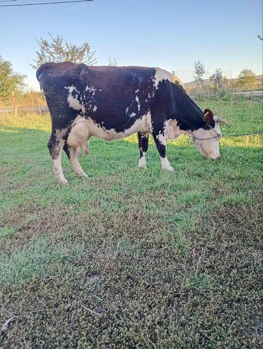 Vând vaca gestanta de 5 luni