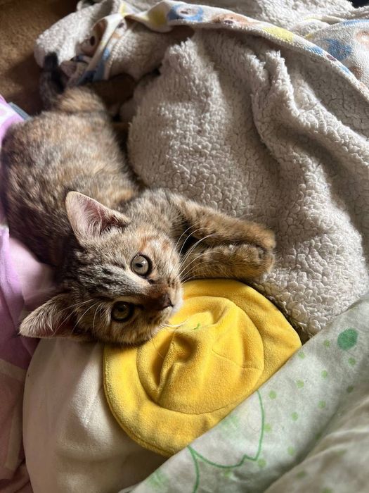 Котята маленькие домашние