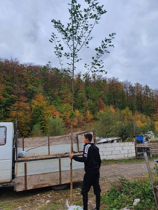 Mesteacan alb, tei argintiu, arțar, platani, frasin, copaci decorativi