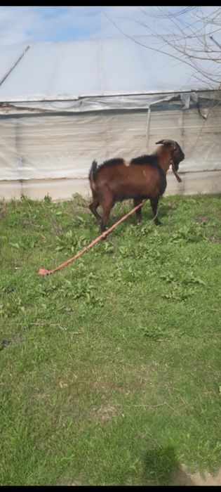 Vand țap anglonubian