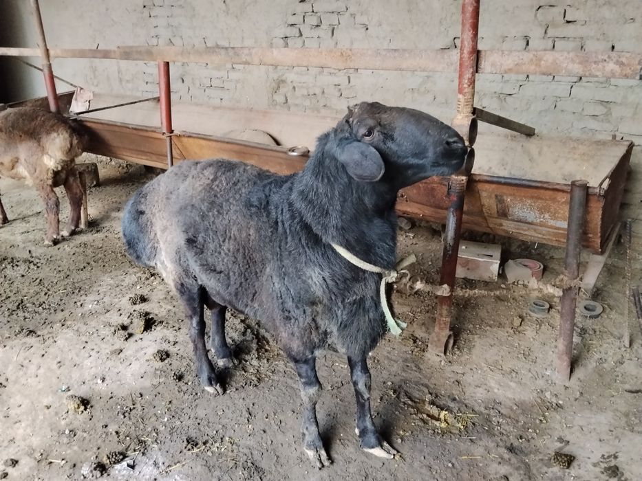 Hisori qoʻchqor sotiladi