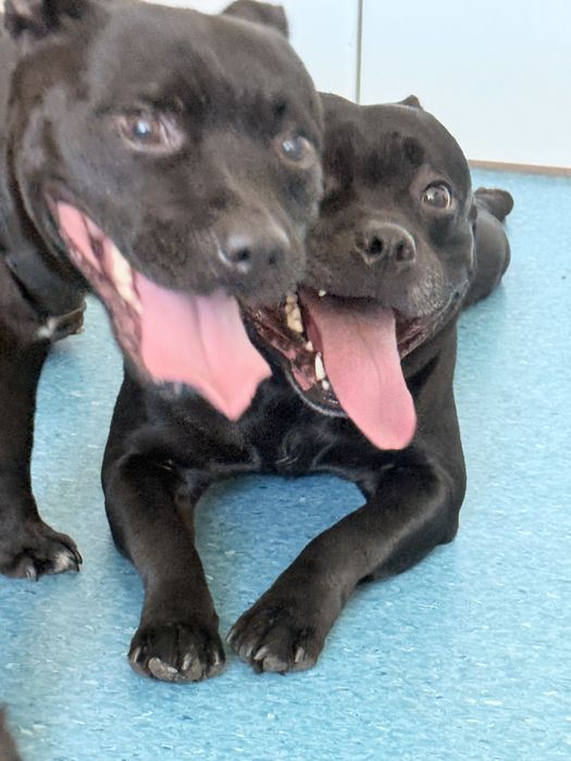 Английски Стафордширски Бултериер