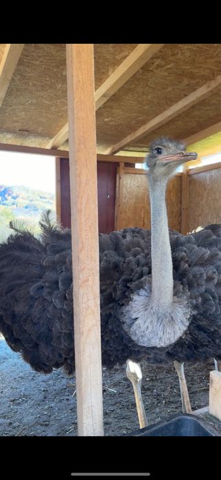 Vand struți/ 2 femele