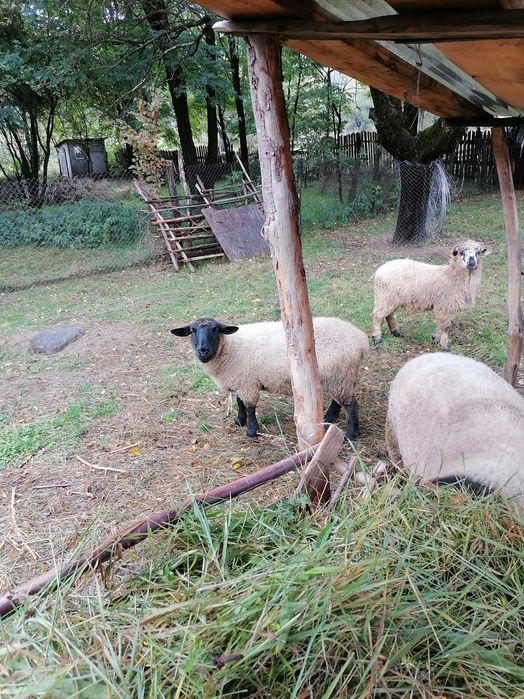 Vând doua oi și un berbec suffolk