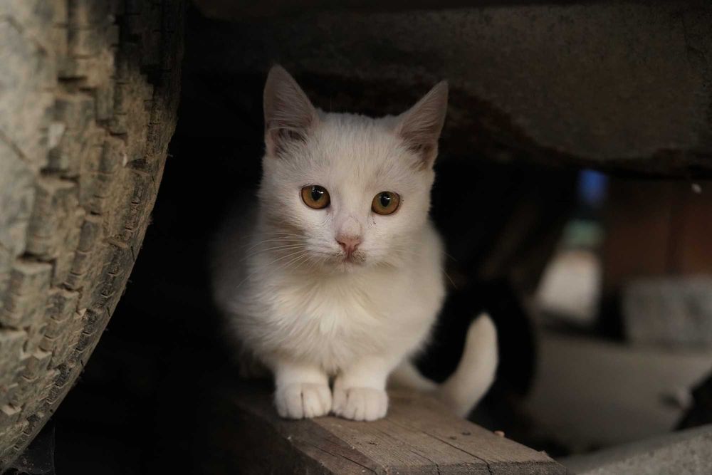 Фотосесии/Фотография