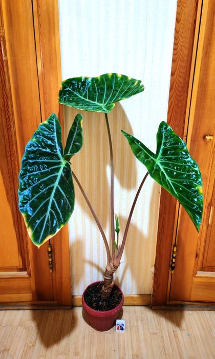 Огромная взрослая Алоказия Pink Dragon