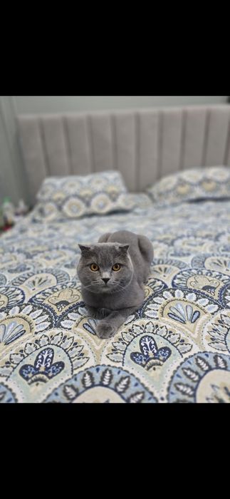 Отдам породистого кота в хорошие руки