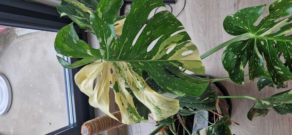 Monstera deliciosa variegata thai constelation albo