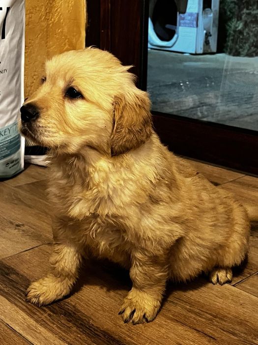 Чистокръвни Голдън ретривър бебетата