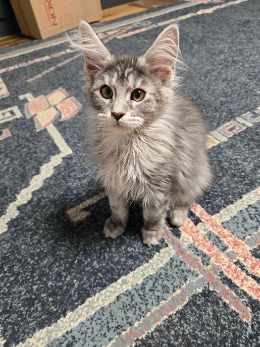 Котенца Мейн Куун